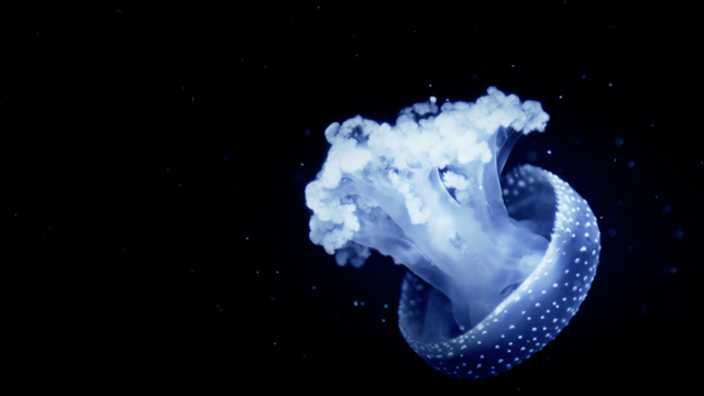 Acquario di Livorno - Brand Identity